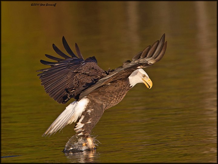 _1SB8410 bald eagle catching fish.jpg